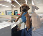 ELEANOR LOVE - Female Mutt Dog for Adoption - Small photo