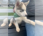 Small Photo #34 Siberian Husky Puppy For Sale in TRIMBLE, MO, USA