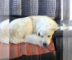 Small #4 Great Pyrenees