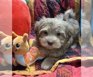 Havanese Puppy for sale in LIVONIA, MI, USA