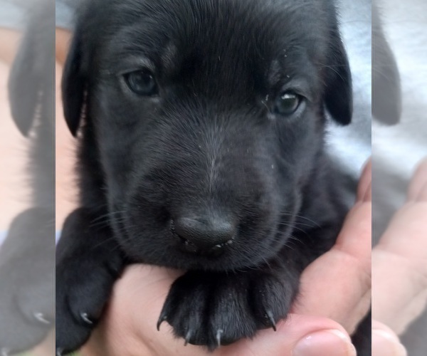Medium Photo #2 Labrador Retriever Puppy For Sale in CARROLLTON, GA, USA