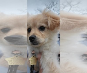 Shiranian Puppy for sale in BREMERTON, WA, USA