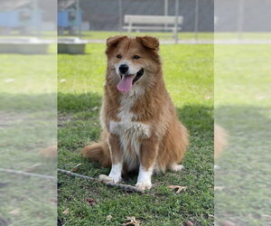 Chow Chow-Unknown Mix Dogs for adoption in Conroe, TX, USA