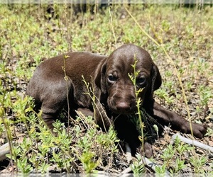 German Shorthaired Pointer Puppy for sale in WOODLAND PARK, CO, USA