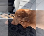 Small #1 German Shorthaired Pointer-Vizsla Mix