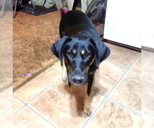 Angel - Female Rotterman Dog for Adoption - Photo #3