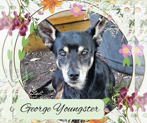 Medium Photo #3 Chiweenie Puppy For Sale in San Antonio, TX, USA