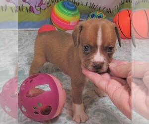 Boglen Terrier Puppy for sale in RATTAN, OK, USA