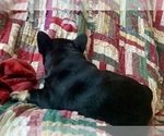 Small #4 French Bulldog
