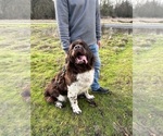 Small #4 Newfoundland