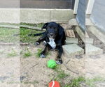 Small #1 Labrador Retriever Mix
