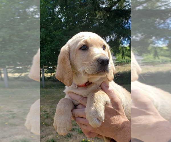 Medium Photo #5 Labrador Retriever Puppy For Sale in OLYMPIA, WA, USA