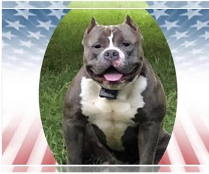 Father of the American Bully puppies born on 10/05/2022