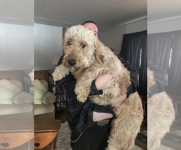 Medium Photo #1 Goldendoodle Puppy For Sale in GROTON, NY, USA