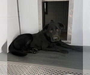 Labrador Retriever Dogs for adoption in San Bernardino, CA, USA
