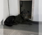 BUDIE - Male Labrador Retriever Dog for Adoption - Small photo