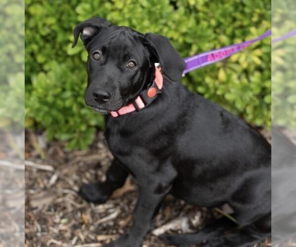 Medium Photo #7 Mutt Puppy For Sale in San Diego, CA, USA