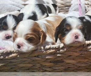 Cavalier King Charles Spaniel Puppy for sale in MOUNTAIN HOME, ID, USA