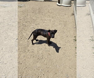 Mutt Dogs for adoption in Maquoketa, IA, USA