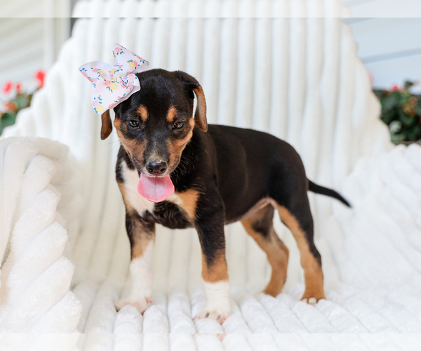 Medium Photo #5 Beagle-Mutt Mix Puppy For Sale in LIBERTY, KY, USA