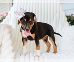 Small #4 Beagle-Mutt Mix