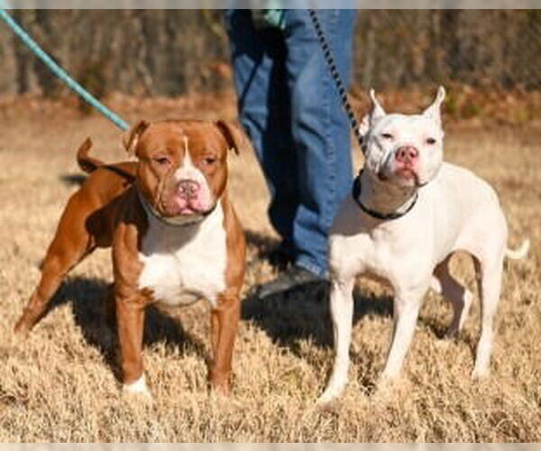 Medium Photo #3 Mutt Puppy For Sale in Glen Allen, VA, USA