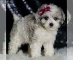Small Photo #118 Maltipoo Puppy For Sale in WARSAW, IN, USA