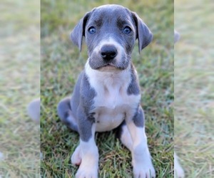 Great Dane Puppy for sale in DANIELSVILLE, GA, USA