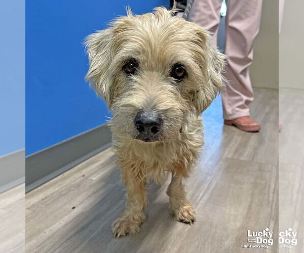 Medium Photo #6 Unknown-Wheaten Terrier Mix Puppy For Sale in Washington, DC, USA