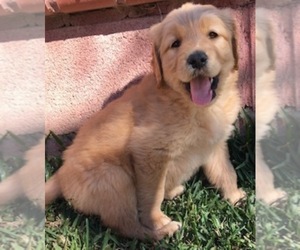 Medium Golden Retriever