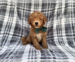 Small #5 Aussiedoodle Miniature 