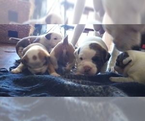 American Staffordshire Terrier-Olde English Bulldogge Mix Puppy for sale in CHARLOTTE, NC, USA