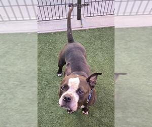 American Pit Bull Terrier-Unknown Mix Dogs for adoption in Sacramento, CA, USA