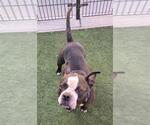 Small American Pit Bull Terrier Mix