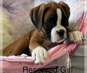 Boxer Litter for sale in ONTARIO, CA, USA