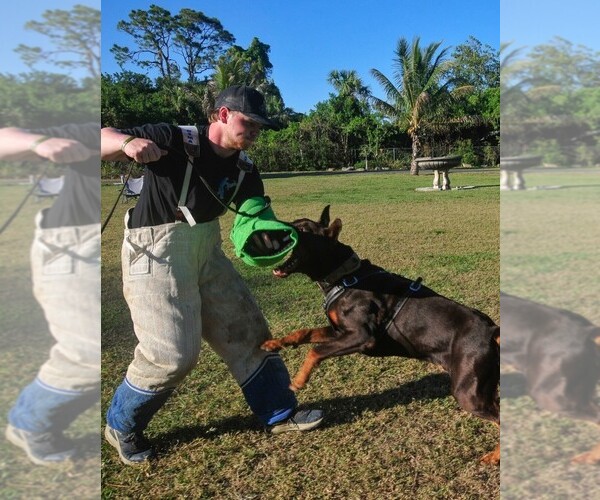 Medium Photo #21 Doberman Pinscher Puppy For Sale in FORT LAUDERDALE, FL, USA