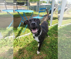 American Pit Bull Terrier Dogs for adoption in Evansville, IN, USA