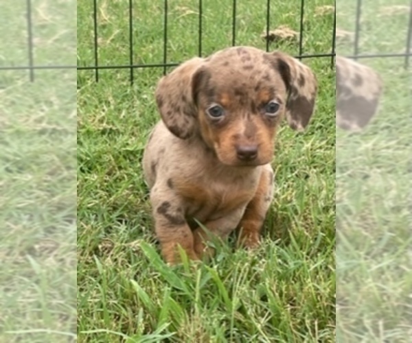 Medium Photo #10 Dachshund Puppy For Sale in CLAREMORE, OK, USA