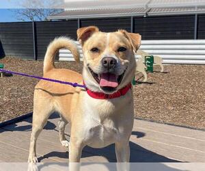 Chihuahua-Parson Russell Terrier Mix Dogs for adoption in Orange, CA, USA