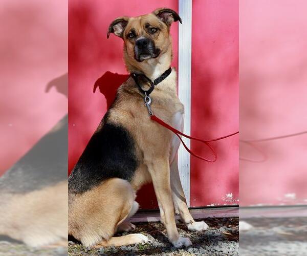 Medium Photo #1 German Shepherd Dog-Unknown Mix Puppy For Sale in Brewster, MA, USA