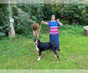 Father of the Greater Swiss Mountain Dog puppies born on 10/04/2023