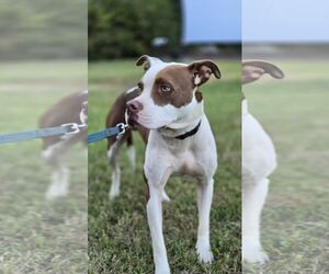 Enzo - Male American Pit Bull Terrier-Unknown Mix Dog for Adoption - Photo #2