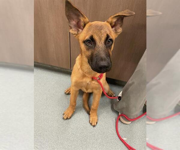 Medium Photo #1 Black Mouth Cur Puppy For Sale in Baytown, TX, USA