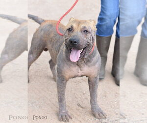 Pongo - Male Labrador Retriever-Unknown Mix Dog for Adoption - Photo #4