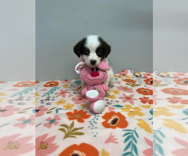 Medium Photo #1 Siberian Husky-Unknown Mix Puppy For Sale in Osgood, IN, USA