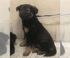 German Shepherd Dog-Unknown Mix Dogs for adoption in Conroe, TX, USA