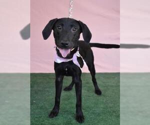 American Pit Bull Terrier-Labrador Retriever Mix Dogs for adoption in Bakersfield, CA, USA