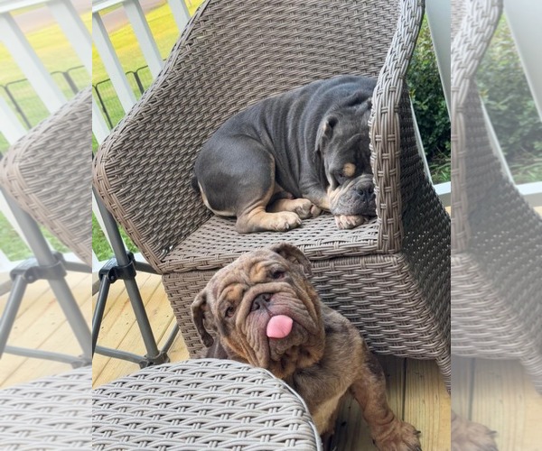 Medium Photo #5 Bulldog Puppy For Sale in Catasauqua, PA, USA