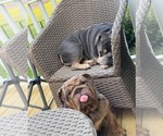 Small #4 Bulldog