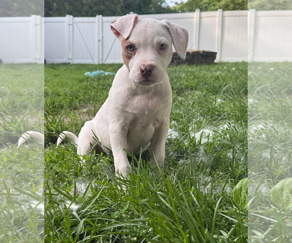Medium Photo #3 Mutt Puppy For Sale in pomfret, CT, USA